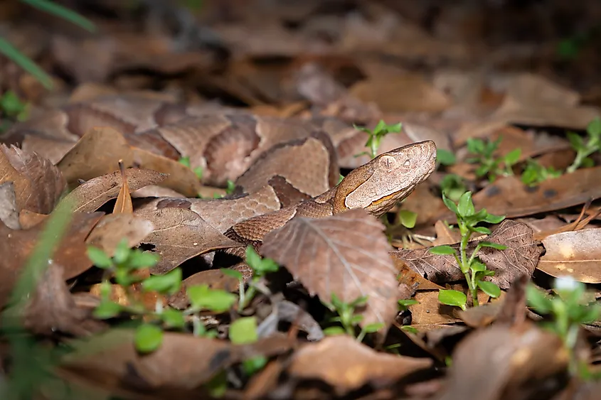 A camouflaged copperhead in leaf litter.