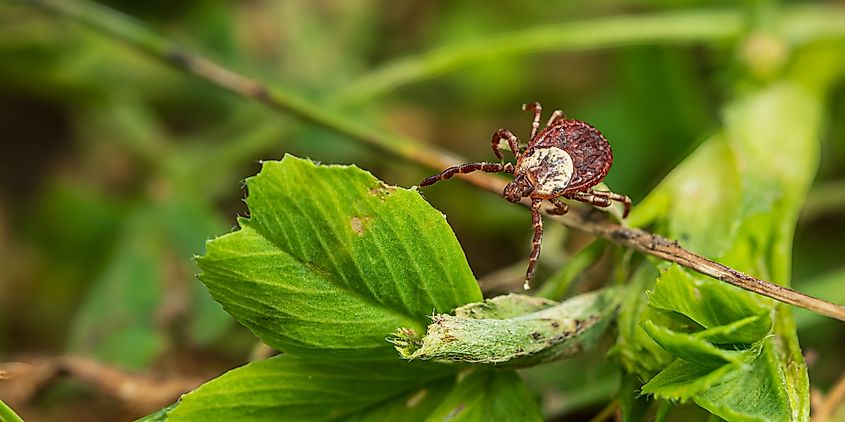 Wood tick crawling on the ground.