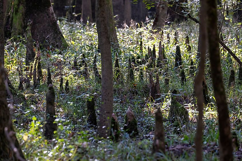Bald cypress growing on the swampy ground of Congaree National Park in South Carolina.