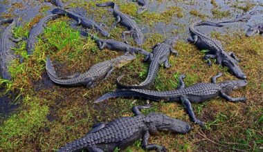 The Most Biodiverse Forests in the United States