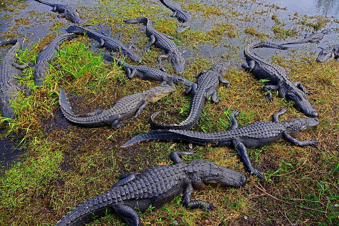The Most Biodiverse Forests in the United States
