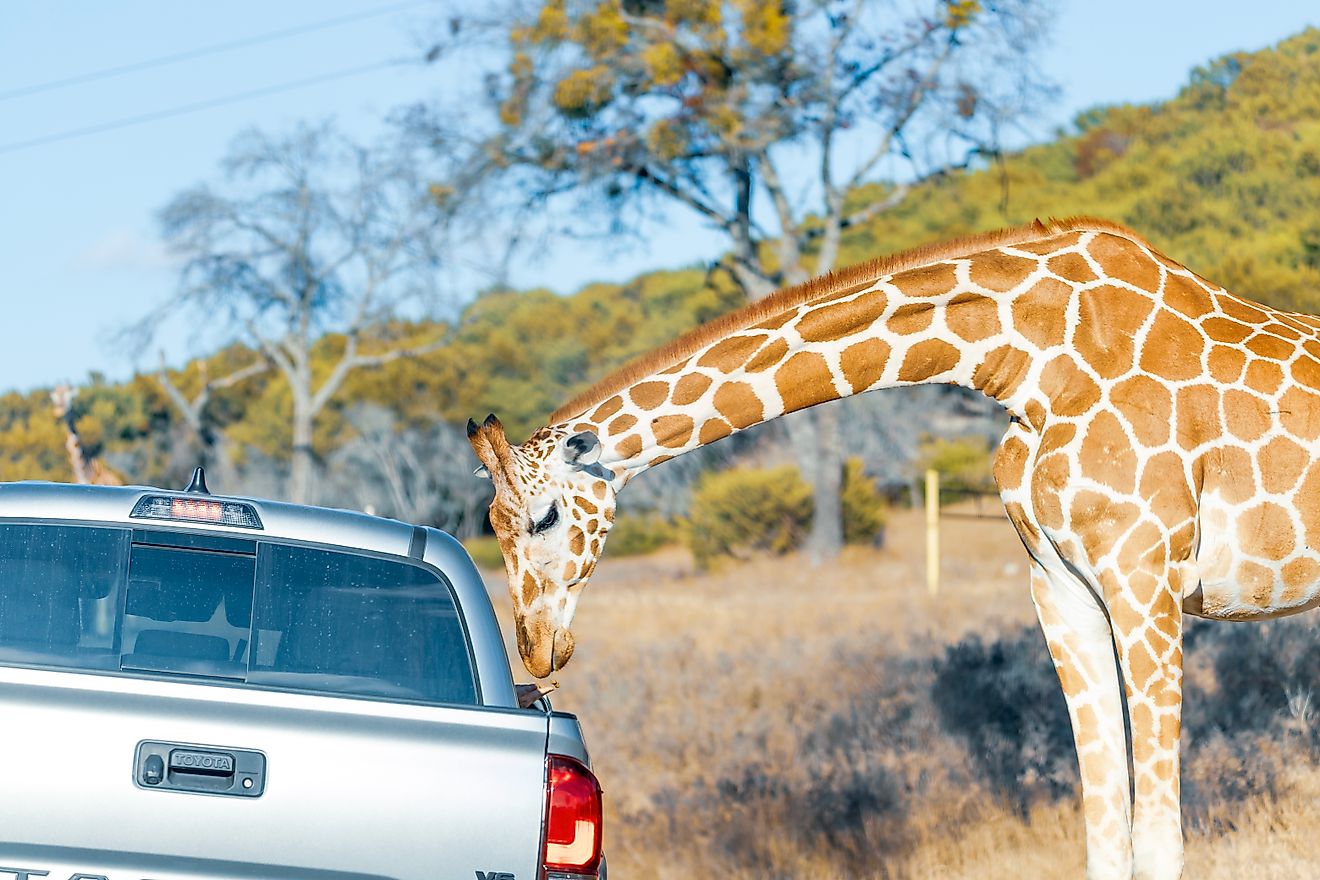 The Largest Zoos In the United States