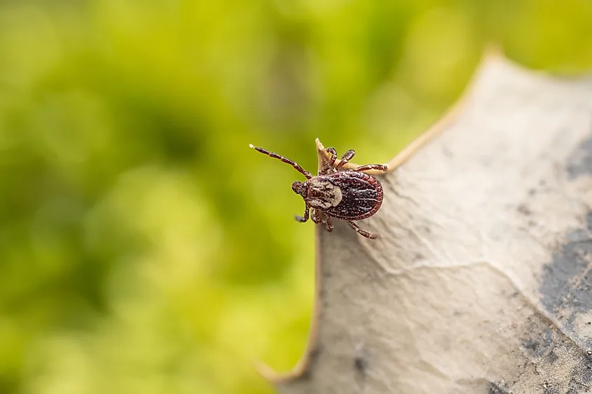 Close-up of American dog tick or wood tick (Dermacentor variabilis), which are found in grassy areas and along walkways and trails.