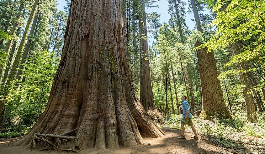 A man looking at a giant redwood tree in Calaveras Big Trees State Park, located near Arnold, California.