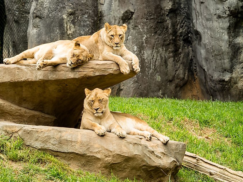 The North Carolina Zoo's Lions