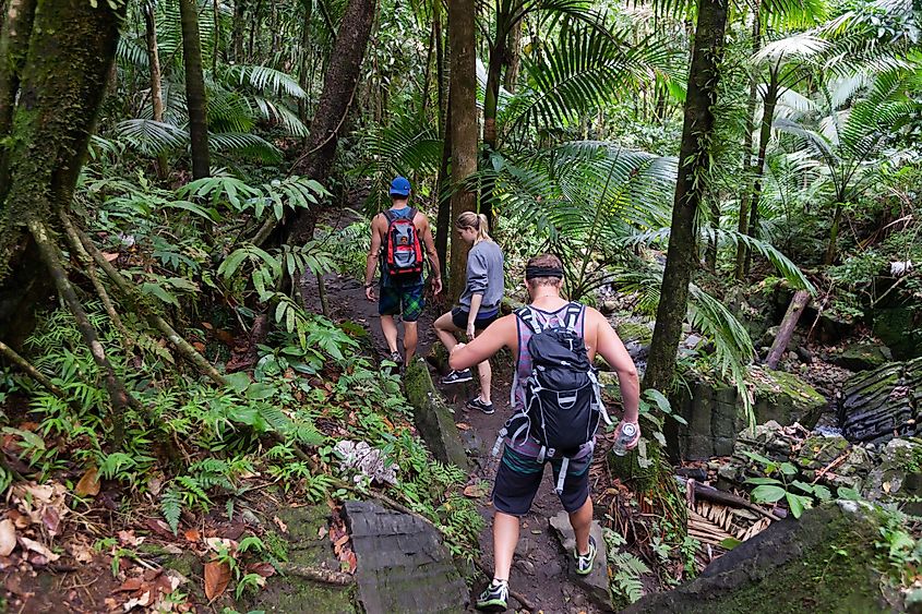 A family hiking in El Yunque National Forest, Puerto Rico.