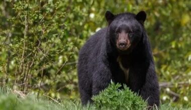 More Black Bear Sightings In Chester County