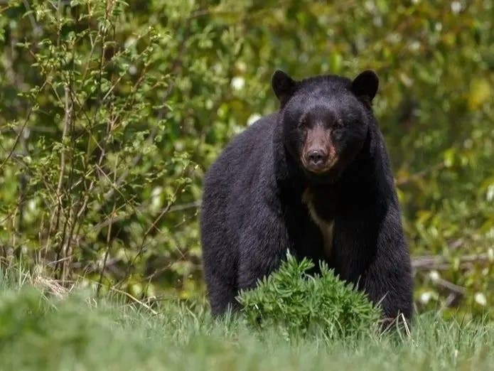 More Black Bear Sightings In Chester County