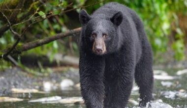 Black Bear Euthanized In CT After Series Of Home Break-Ins