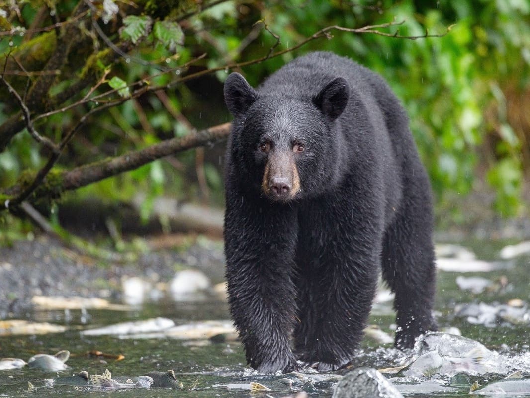Black Bear Euthanized In CT After Series Of Home Break-Ins