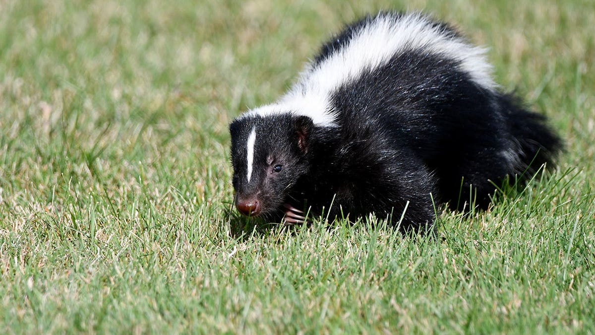 A skunk walking along grass looking for food.