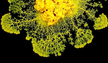 Physicists Discover How Slime Mold 'Makes Decisions' Without a Brain : ScienceAlert