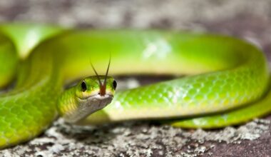 4 Most Snake-Filled Bodies Of Water In New Hampshire