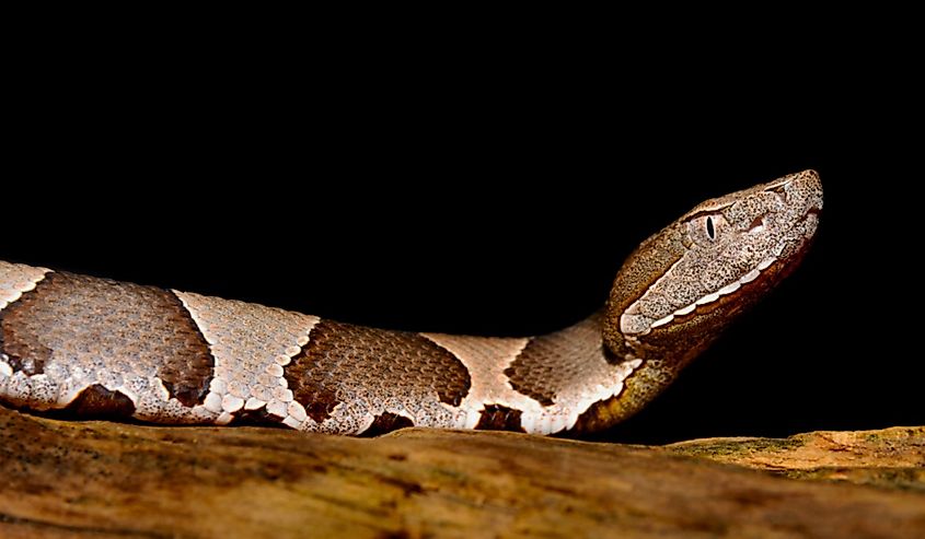 A copperhead lifting its head.