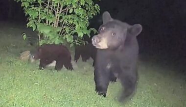Mama bear and 4 cubs caught on camera in Lawrence County family's yard