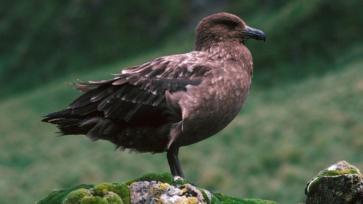 Southern skua standing on a mossy stone on Macquarie Island