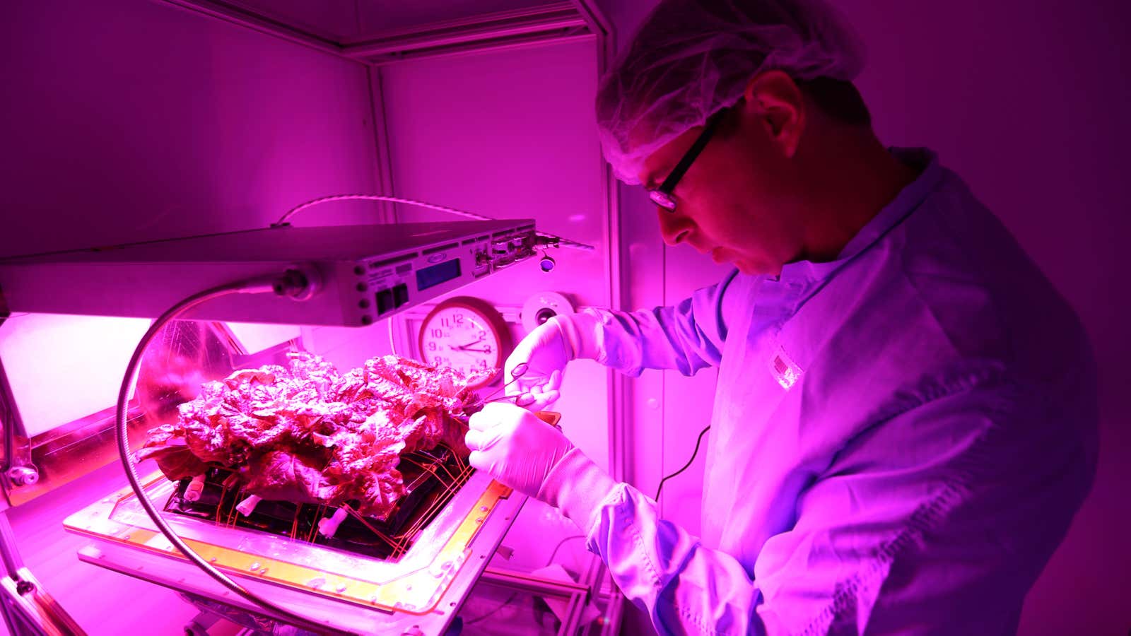 Inside the Veggie flight laboratory in the Space Station Processing Facility at NASA’s Kennedy Space Center in Florida, Matthew Romeyn, a NASA Pathways intern from the University of Edinburgh in Scotland, harvests a portion of the 'Outredgeous' red romaine lettuce from the Veg-03 ground control unit. The purpose of the ground Veggie system is to provide a control group to compare against the lettuce grown in orbit on the International Space Station. Veg-03 will continue NASA’s deep space plant growth research to benefit the Earth and the agency’s journey to Mars.