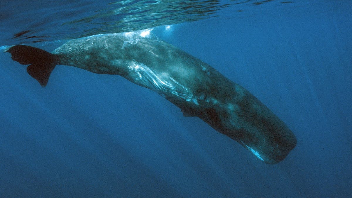 Sperm whale