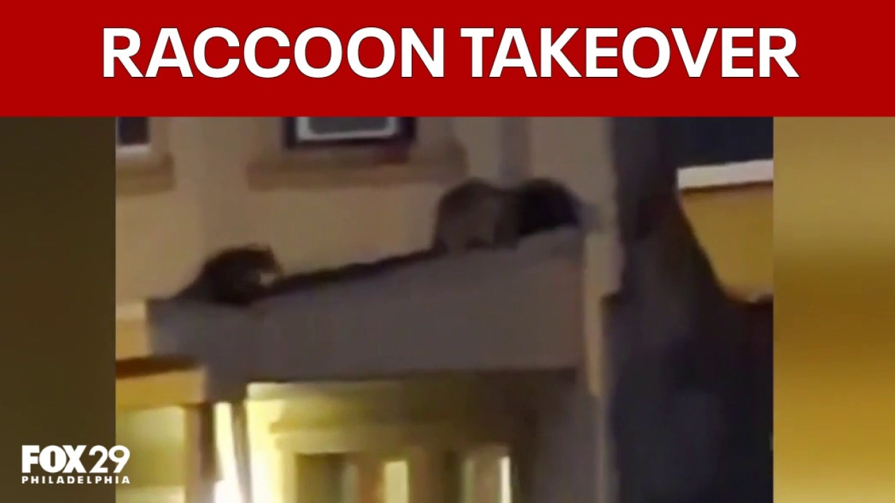 Kensington neighbors sound alarm over raccoon infestation at abandoned home