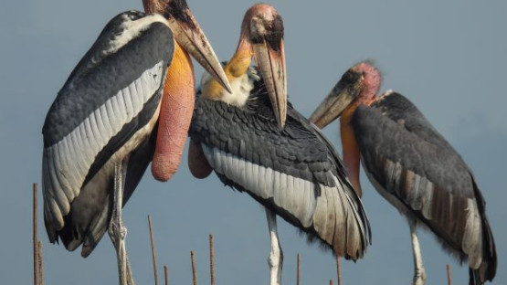 Cornell Yang Center for Wildlife Health awards seed funding to five conservation efforts around the globe