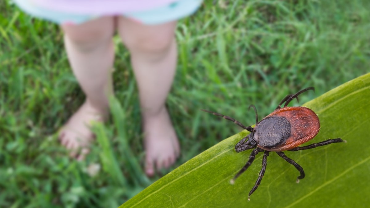Tick on grass