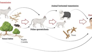 A cat-borne fungus is spreading toward the US