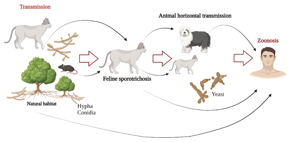A cat-borne fungus is spreading toward the US