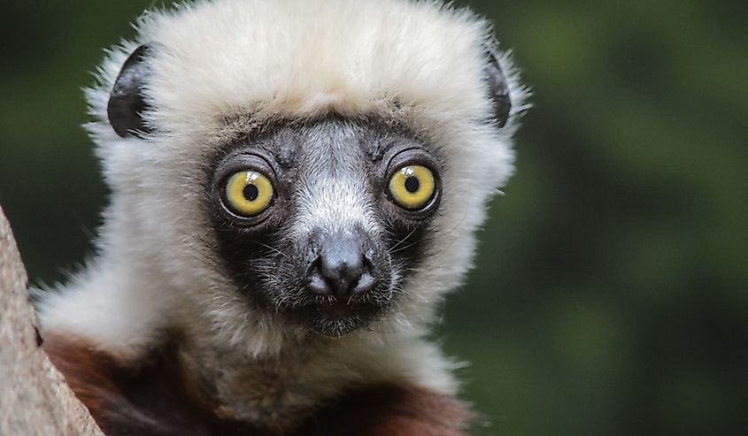 A close-up of a lemur at the Bronx Zoo in New York.