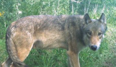 Collared wolf briefly crosses I-25, makes large loop across SE Colorado