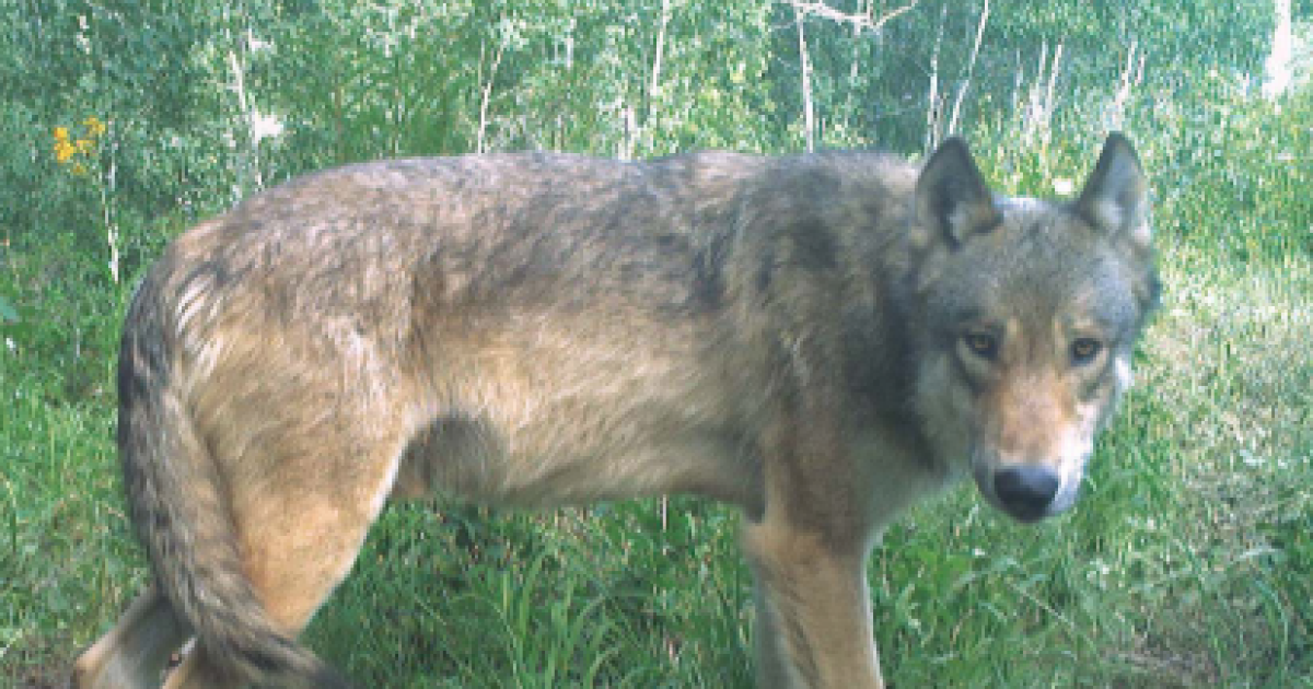 Collared wolf briefly crosses I-25, makes large loop across SE Colorado