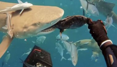 Florida shark dive operators face 200-mile federal feeding ban