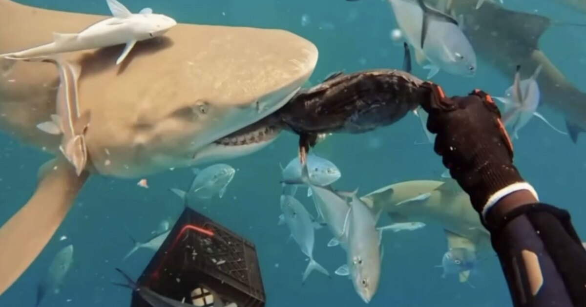 Florida shark dive operators face 200-mile federal feeding ban