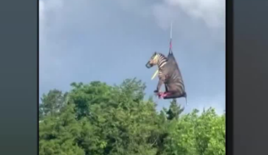 Ed the zebra: One year after his adventure in Rutherford County
