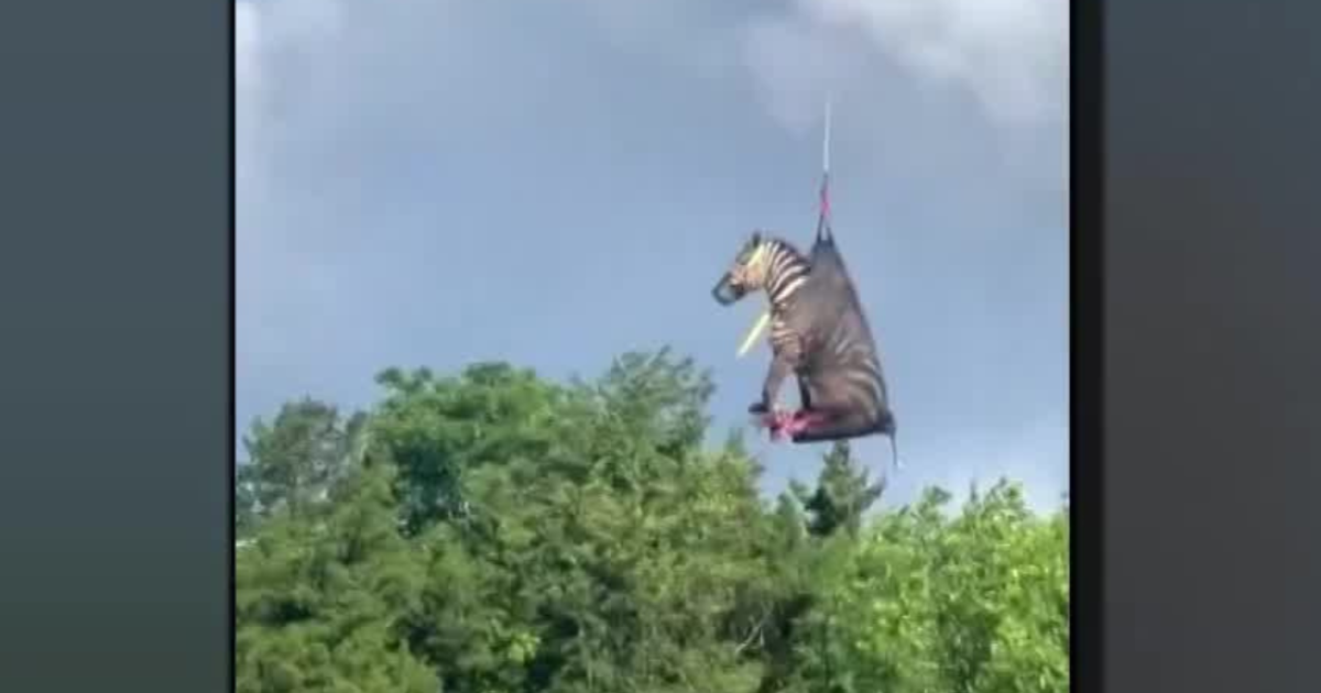 Ed the zebra: One year after his adventure in Rutherford County