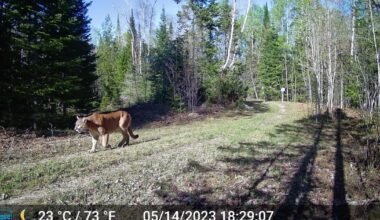 Michigan has reported 13 cougar sightings so far in 2026