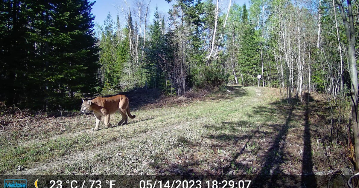 Michigan has reported 13 cougar sightings so far in 2026