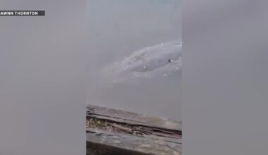 Manatee spotted swimming in Appomattox River: 'It's like a unicorn'