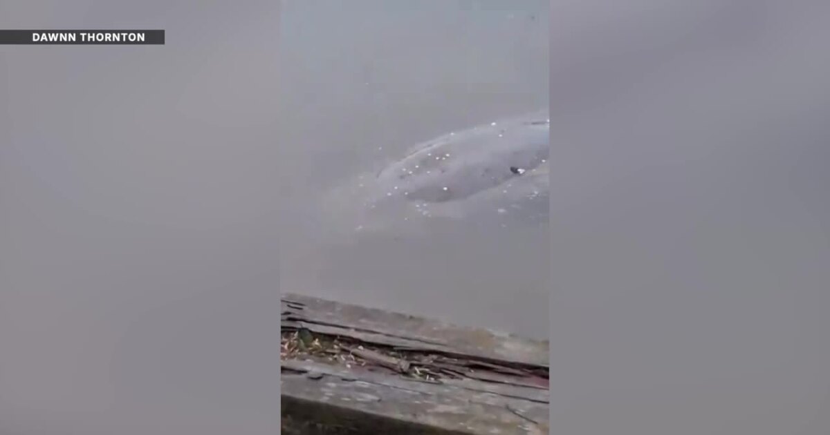 Manatee spotted swimming in Appomattox River: 'It's like a unicorn'
