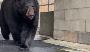 'Olivia,' 300-pound black bear arrives at Alpine's Lions Tigers & Bears