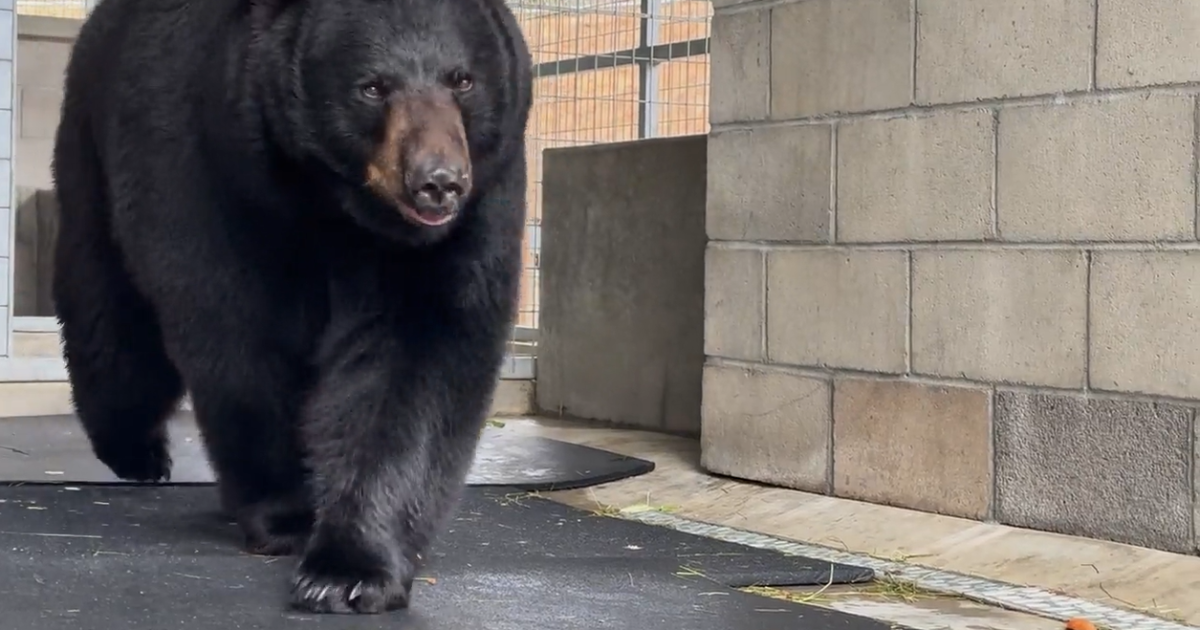 'Olivia,' 300-pound black bear arrives at Alpine's Lions Tigers & Bears