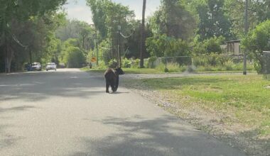Black bear spotted in Lockwood neighborhood, climbing trees near local schools