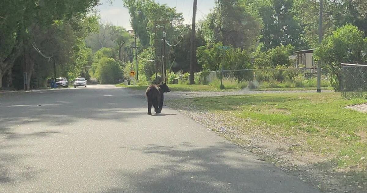 Black bear spotted in Lockwood neighborhood, climbing trees near local schools