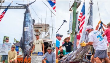 Record-breaking blue marlin could net $6.5 million in NC fishing tournament