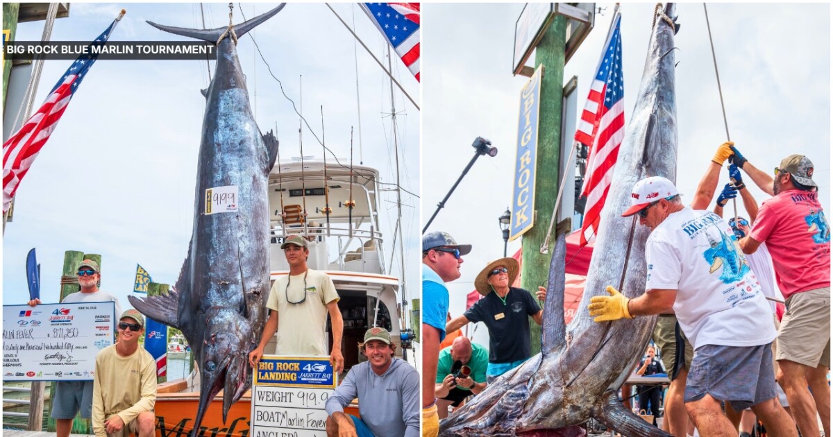 Record-breaking blue marlin could net $6.5 million in NC fishing tournament