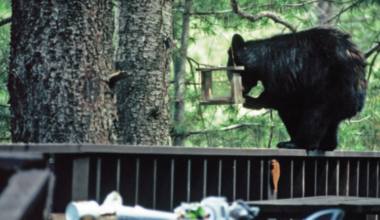 Arizona Game and Fish warns of bear sighting in Green Valley, Sahuarita