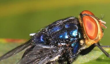 New World screwworm infestations rise to 12 as parasite spreads in Texas