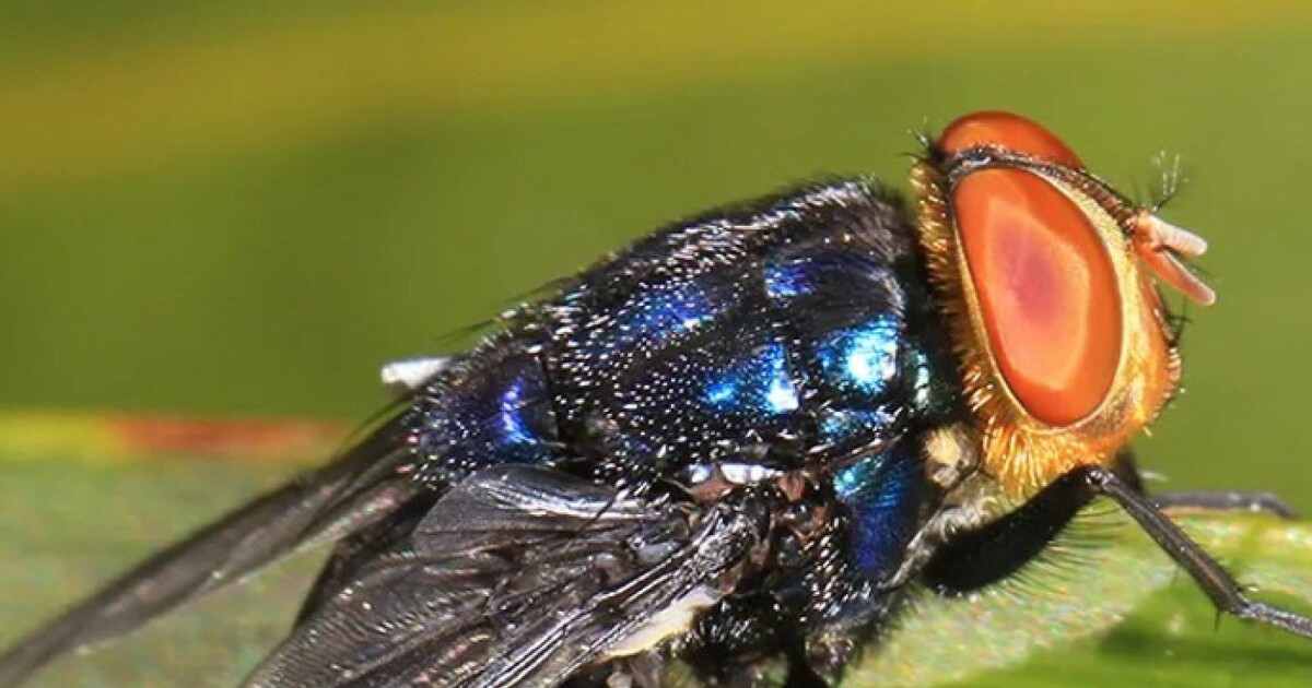 New World screwworm infestations rise to 12 as parasite spreads in Texas