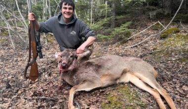 First Alaska mule deer harvest follows years of fleeting appearances in the state