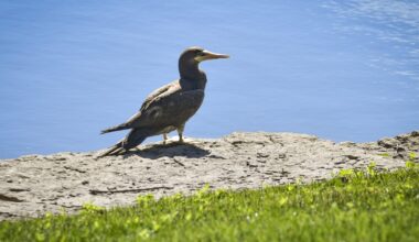 Caribbean seabird spotted in Kansas City amid World Cup frenzy | KCUR