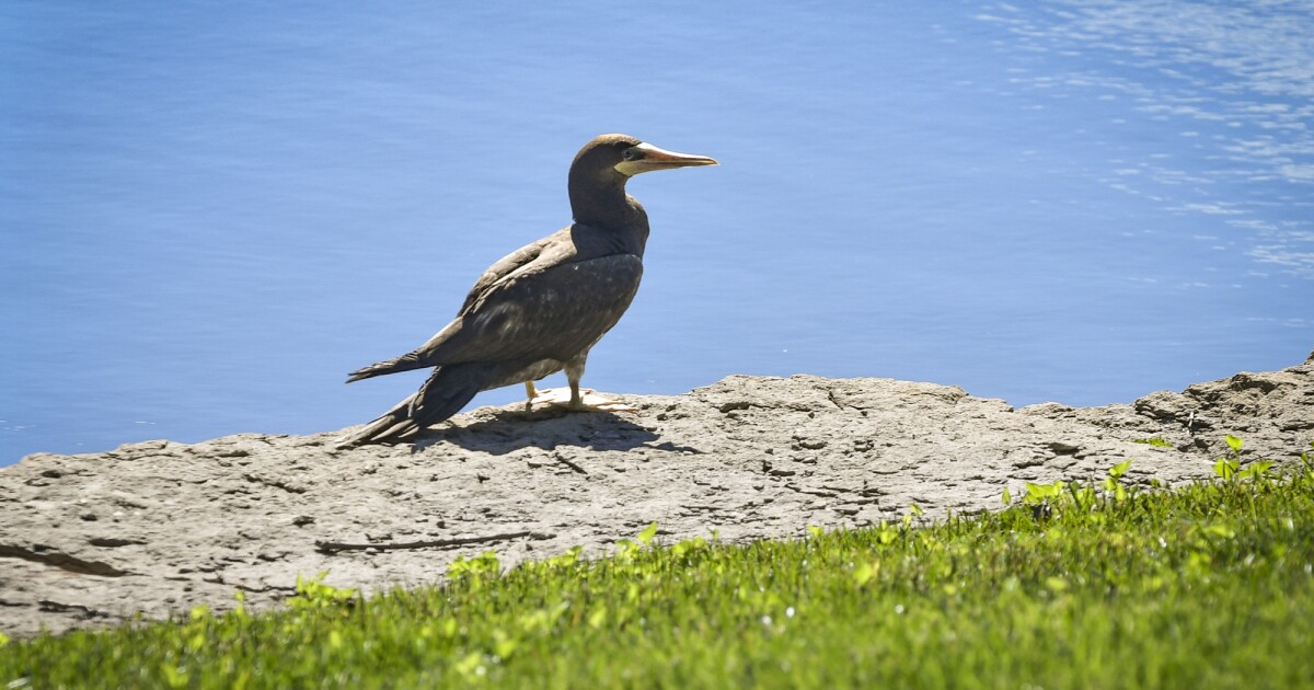 Caribbean seabird spotted in Kansas City amid World Cup frenzy | KCUR